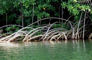 Roots expanding outward from the mangrove jungle